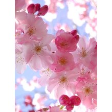 桜が咲き始めて春を感じる季節になりました♪