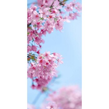 桜が満開ですね