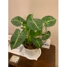 新芽がでました