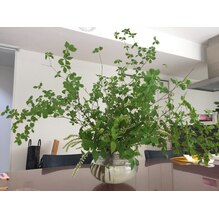 猛暑対策